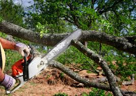 Best Fruit Tree Pruning  in Oxford, KS