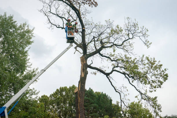 Best Arborist Consultation Services  in Oxford, KS