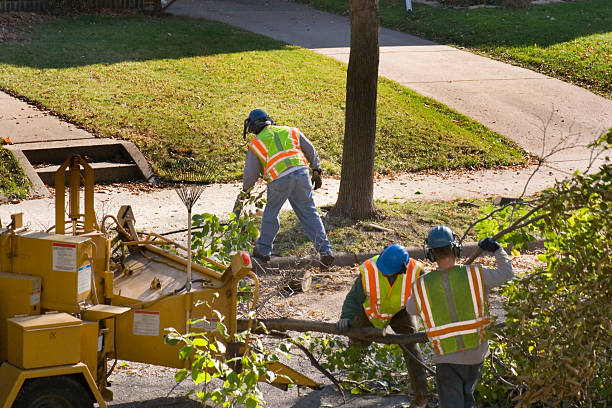 Trusted Oxford, KS Tree Services Experts