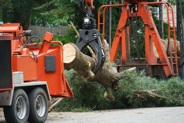 Best Tree Cabling and Bracing  in Oxford, KS